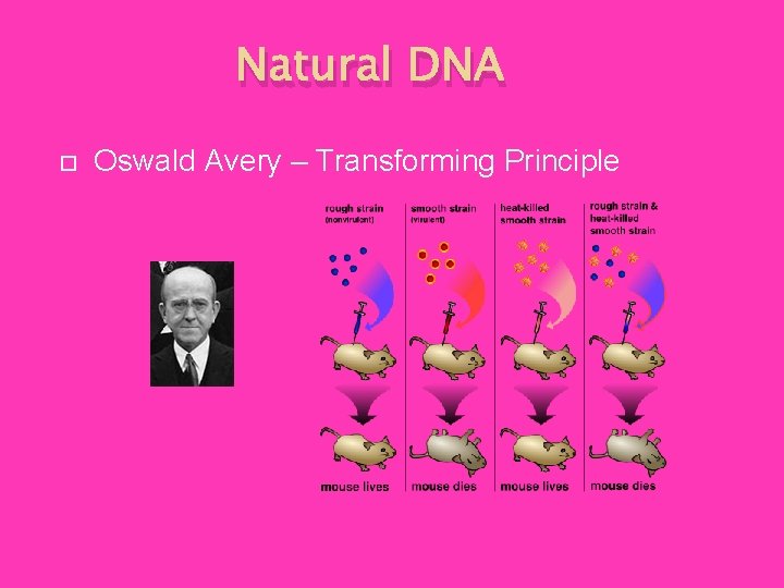 Natural DNA Oswald Avery – Transforming Principle 