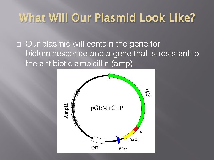 What Will Our Plasmid Look Like? Our plasmid will contain the gene for bioluminescence