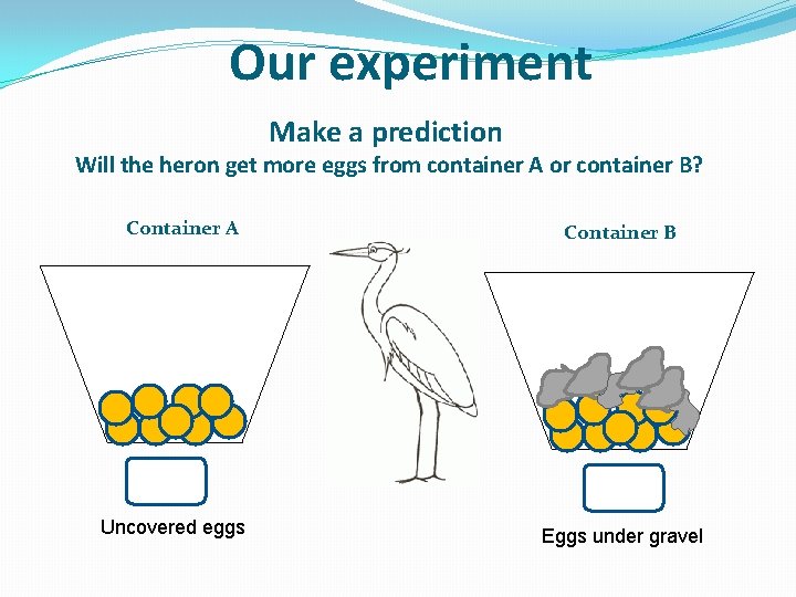Our experiment Make a prediction Will the heron get more eggs from container A