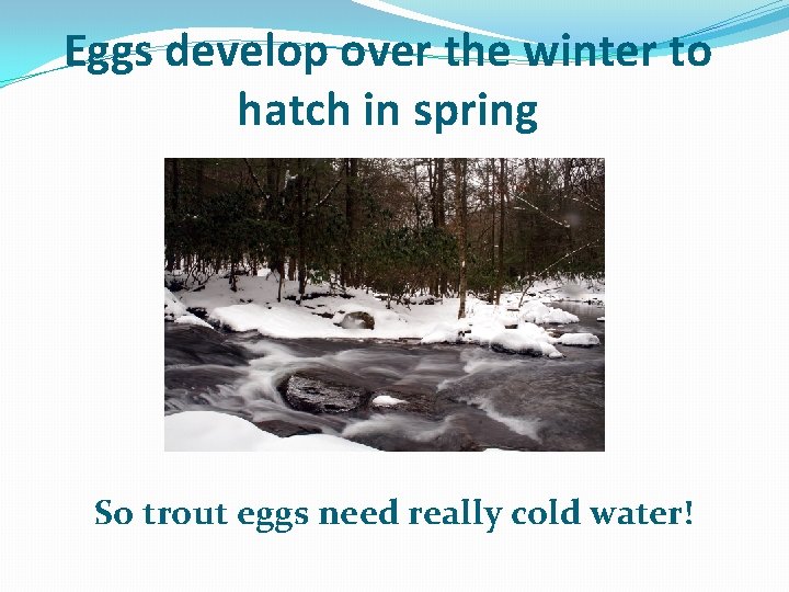 Eggs develop over the winter to hatch in spring So trout eggs need really