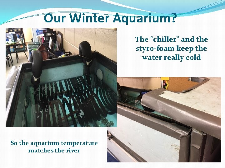 Our Winter Aquarium? The “chiller” and the styro-foam keep the water really cold So