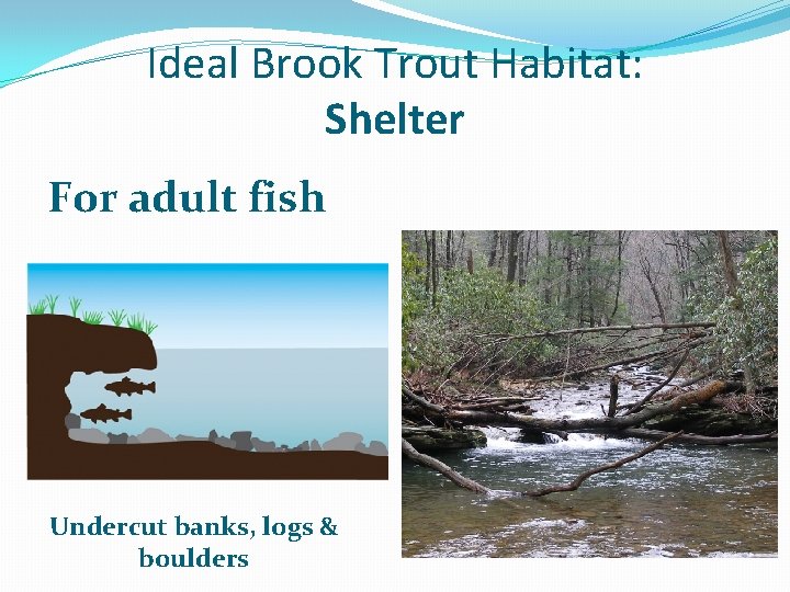 Ideal Brook Trout Habitat: Shelter For adult fish Undercut banks, logs & boulders 