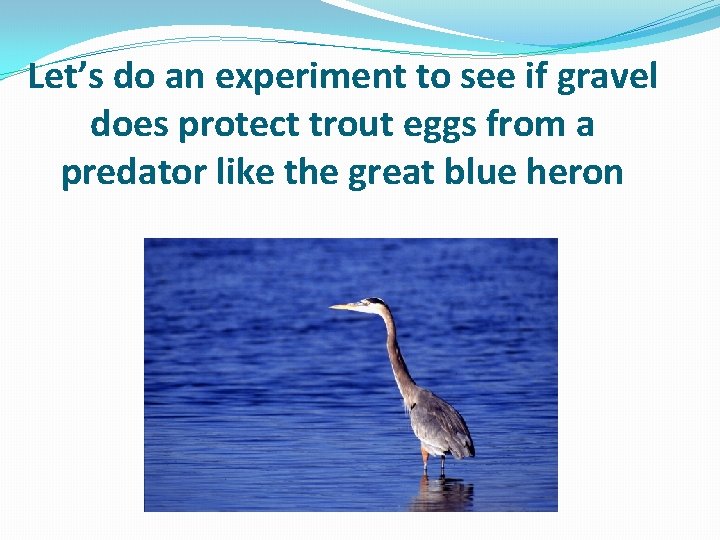Let’s do an experiment to see if gravel does protect trout eggs from a