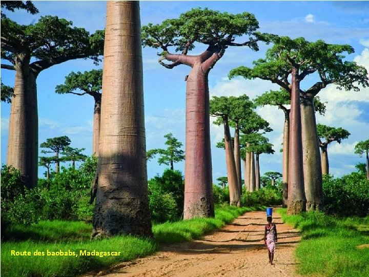 Route des baobabs, Madagascar 