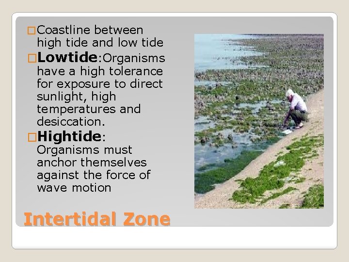 � Coastline between high tide and low tide �Lowtide: Organisms have a high tolerance