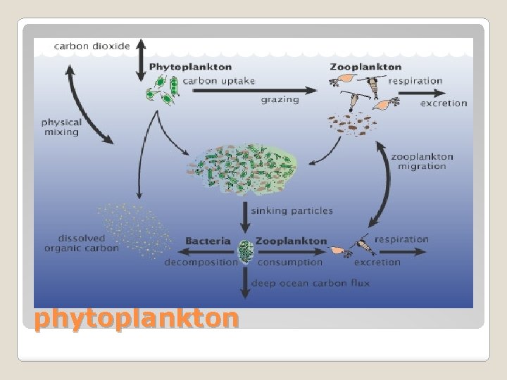 phytoplankton 