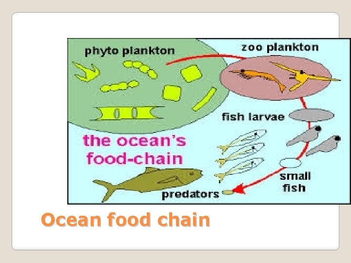 Ocean food chain 