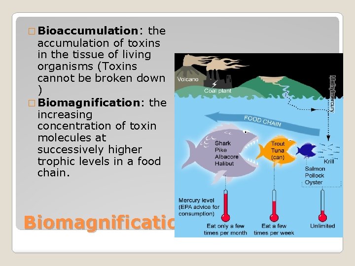 � Bioaccumulation: the accumulation of toxins in the tissue of living organisms (Toxins cannot