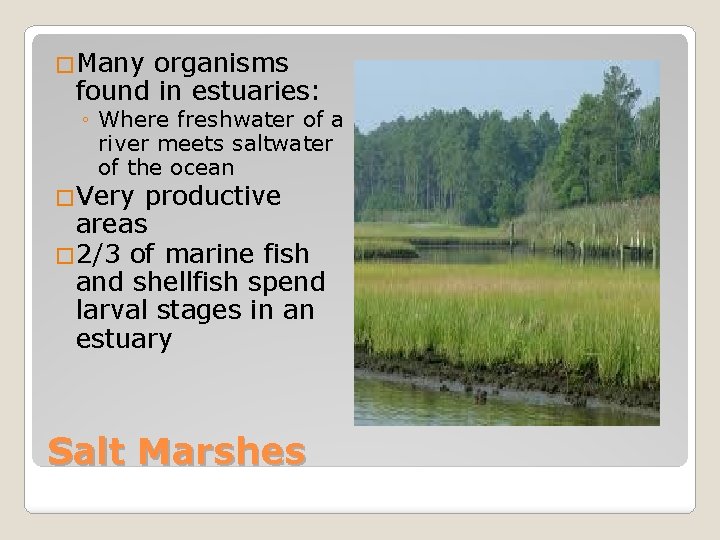 �Many organisms found in estuaries: ◦ Where freshwater of a river meets saltwater of