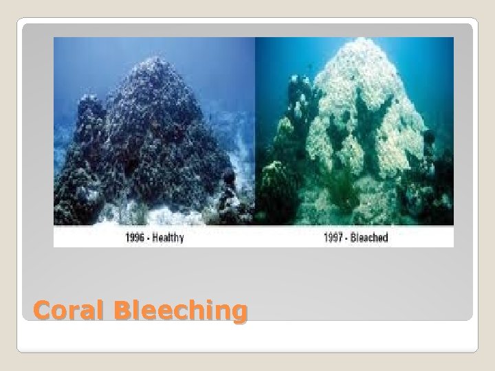 Coral Bleeching 