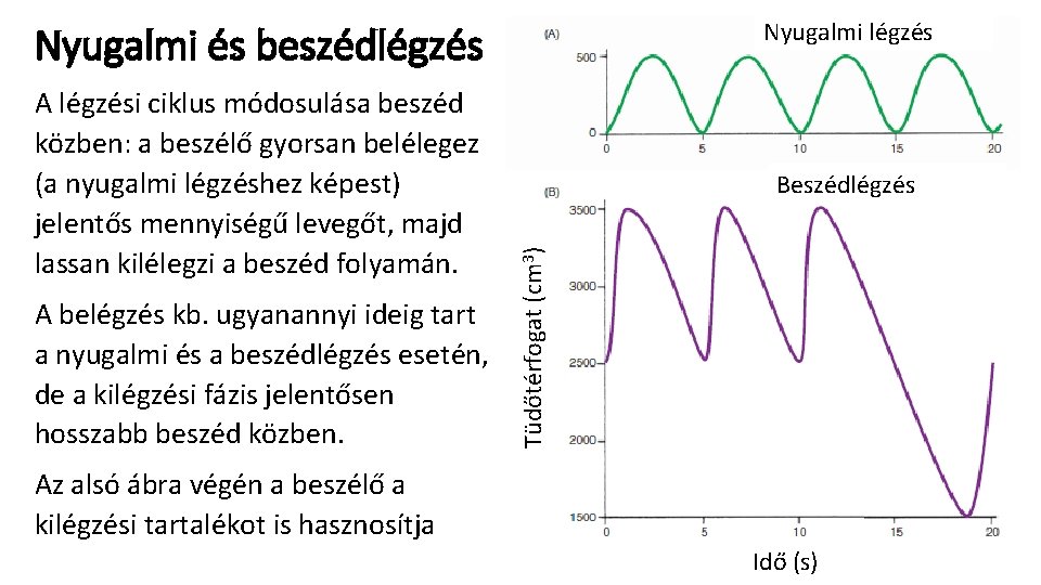 Nyugalmi légzés Nyugalmi és beszédlégzés A belégzés kb. ugyanannyi ideig tart a nyugalmi és