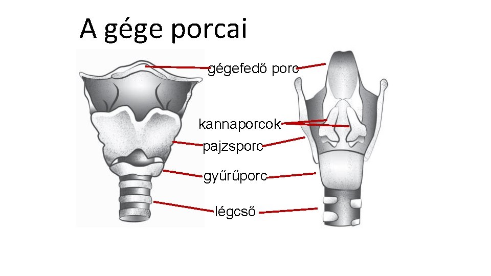 A gége porcai gégefedő porc kannaporcok pajzsporc gyűrűporc légcső A gége porcai gégefedő porc kannaporcok pajzsporc gyűrűporc légcső