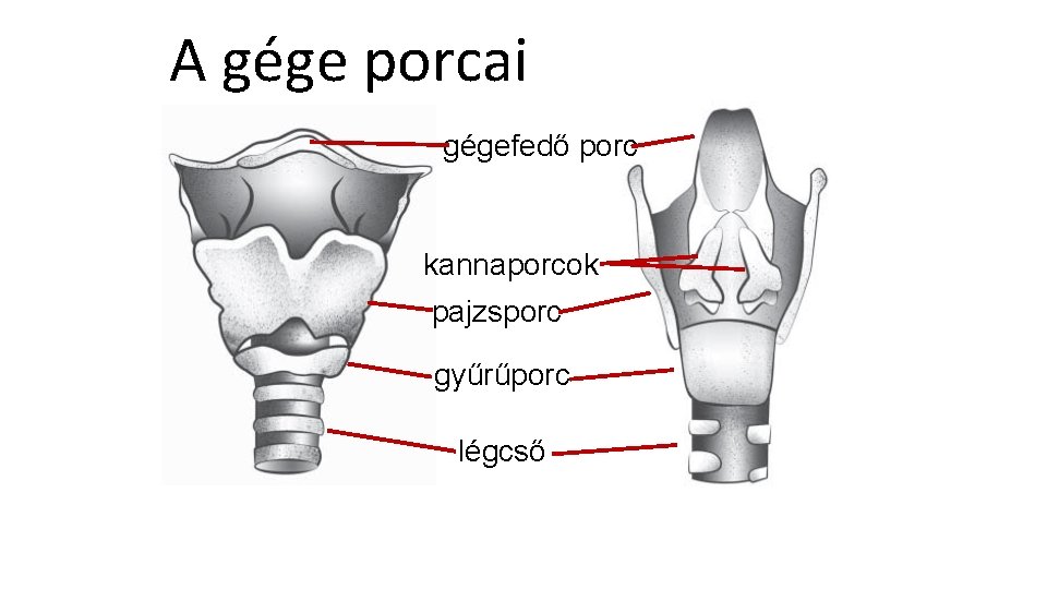 A gége porcai gégefedő porc kannaporcok pajzsporc gyűrűporc légcső 