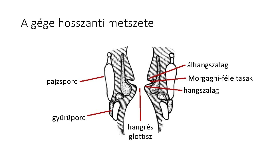 A gége hosszanti metszete álhangszalag Morgagni-féle tasak pajzsporc gyűrűporc hangszalag hangrés glottisz 