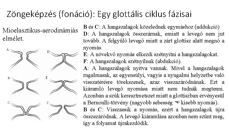 Zöngeképzés (fonáció): Egy glottális ciklus fázisai B és C: A hangszalagok közelednek egymáshoz (addukció) Zöngeképzés (fonáció): Egy glottális ciklus fázisai B és C: A hangszalagok közelednek egymáshoz (addukció)
