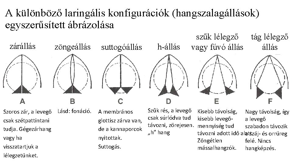 A különböző laringális konfigurációk (hangszalagállások) egyszerűsített ábrázolása zárállás zöngeállás suttogóállás Szoros zár, a levegő A különböző laringális konfigurációk (hangszalagállások) egyszerűsített ábrázolása zárállás zöngeállás suttogóállás Szoros zár, a levegő