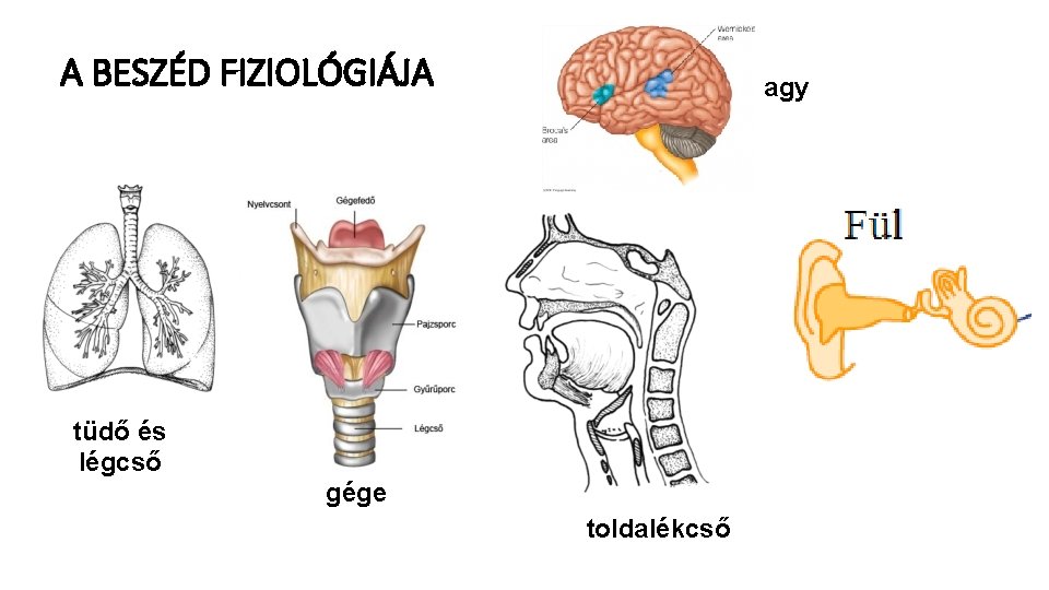 A BESZÉD FIZIOLÓGIÁJA agy tüdő és légcső gége toldalékcső 