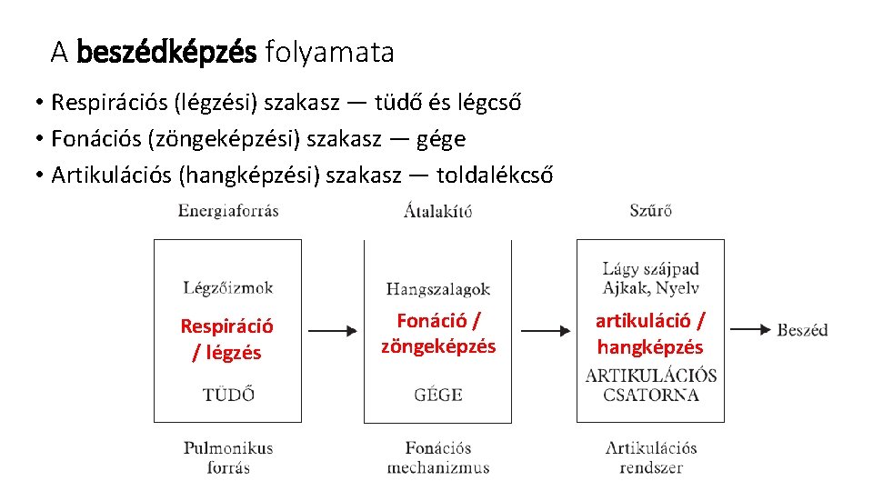 A beszédképzés folyamata • Respirációs (légzési) szakasz — tüdő és légcső • Fonációs (zöngeképzési)