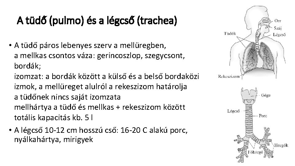 A tüdő (pulmo) és a légcső (trachea) • A tüdő páros lebenyes szerv a