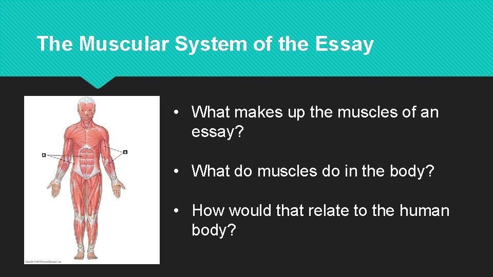 The Muscular System of the Essay • What makes up the muscles of an
