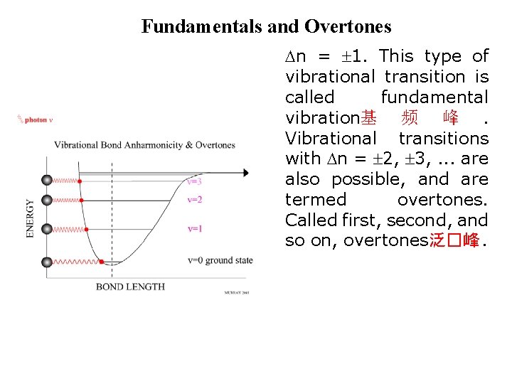 Fundamentals and Overtones n = 1. This type of vibrational transition is called fundamental