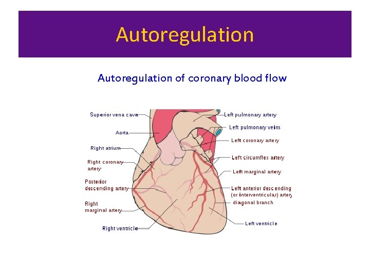 Autoregulation of coronary blood flow 