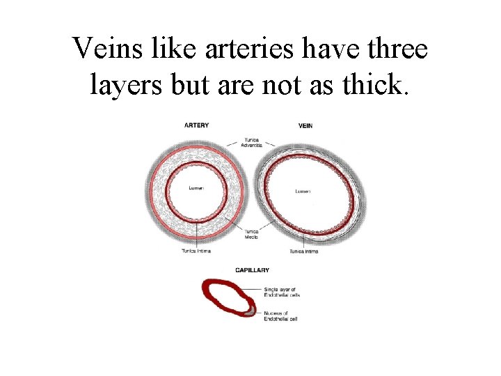 Veins like arteries have three layers but are not as thick. 