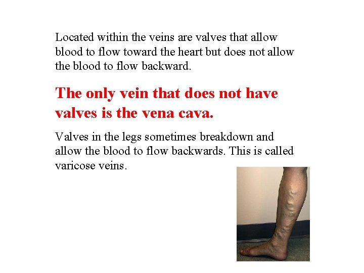 Located within the veins are valves that allow blood to flow toward the heart