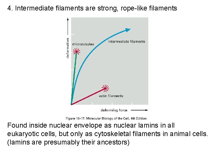 4. Intermediate filaments are strong, rope-like filaments Found inside nuclear envelope as nuclear lamins