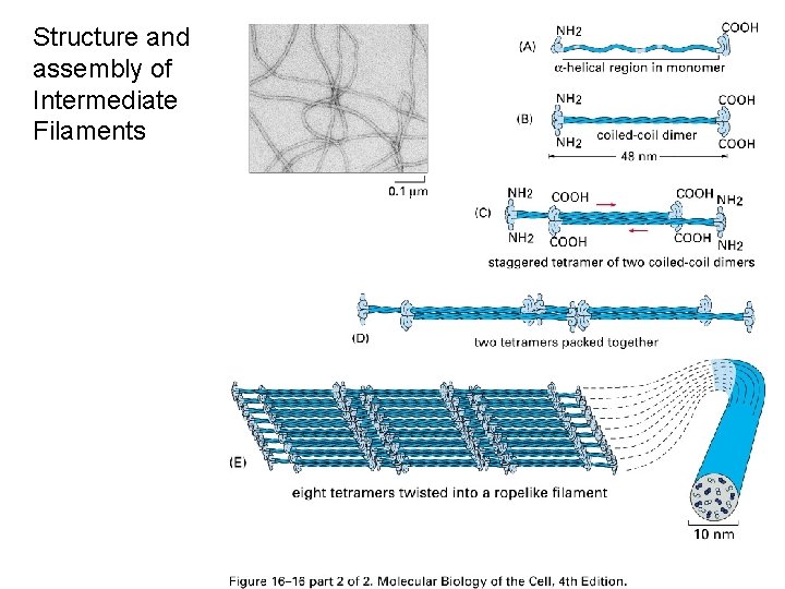 Structure and assembly of Intermediate Filaments 