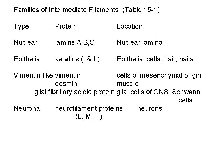 Families of Intermediate Filaments (Table 16 -1) Type Protein Location Nuclear lamins A, B,