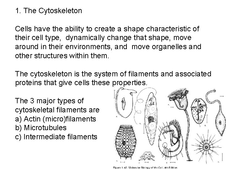 1. The Cytoskeleton Cells have the ability to create a shape characteristic of their