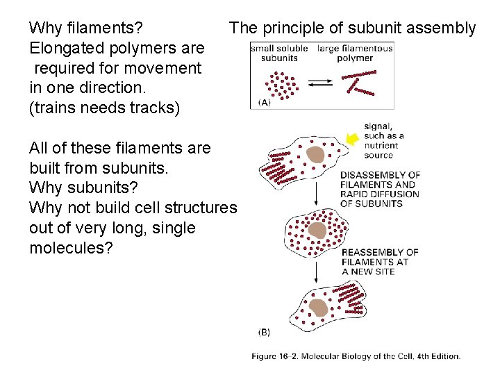 Why filaments? Elongated polymers are required for movement in one direction. (trains needs tracks)