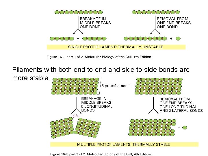 Filaments with both end to end and side to side bonds are more stable.