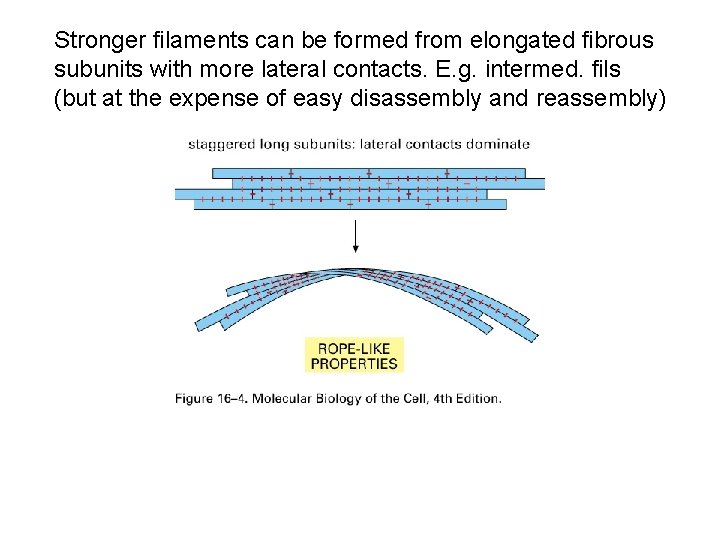 Stronger filaments can be formed from elongated fibrous subunits with more lateral contacts. E.