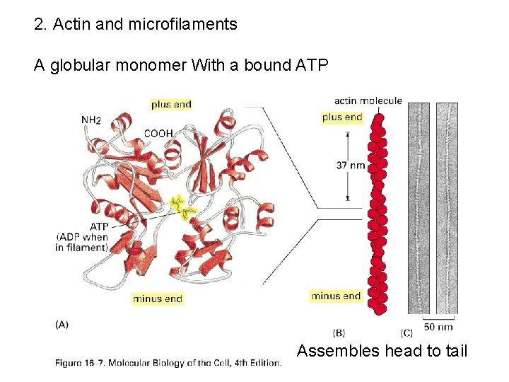 2. Actin and microfilaments A globular monomer With a bound ATP Assembles head to