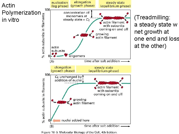 Actin Polymerization in vitro (Treadmilling: a steady state w net growth at one end