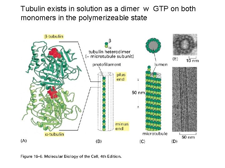 Tubulin exists in solution as a dimer w GTP on both monomers in the