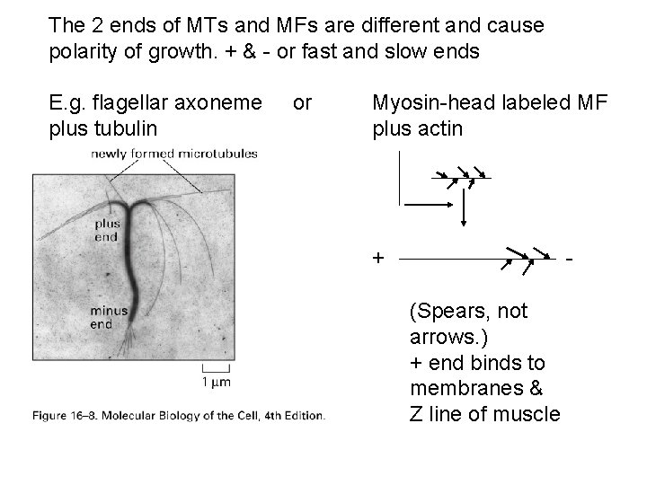 The 2 ends of MTs and MFs are different and cause polarity of growth.