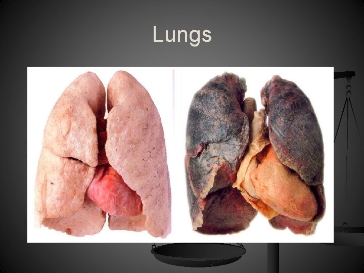 Lungs 