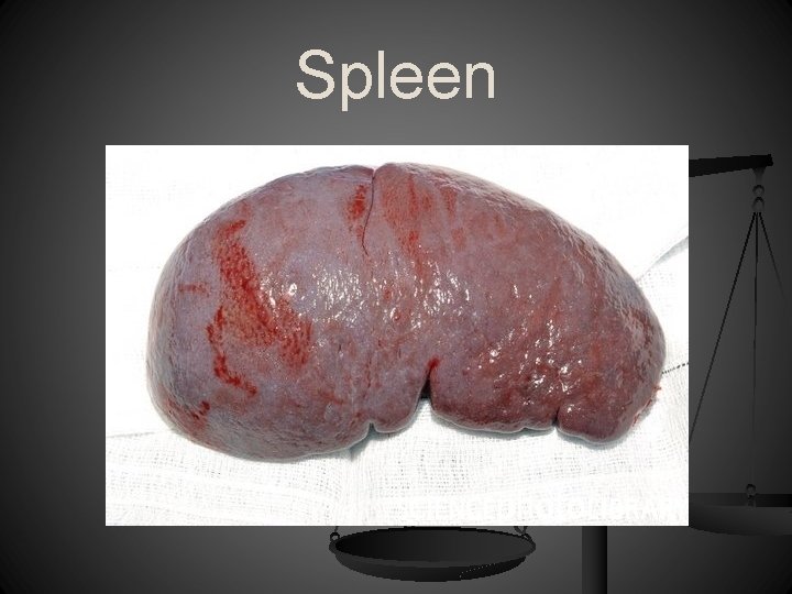 Spleen 