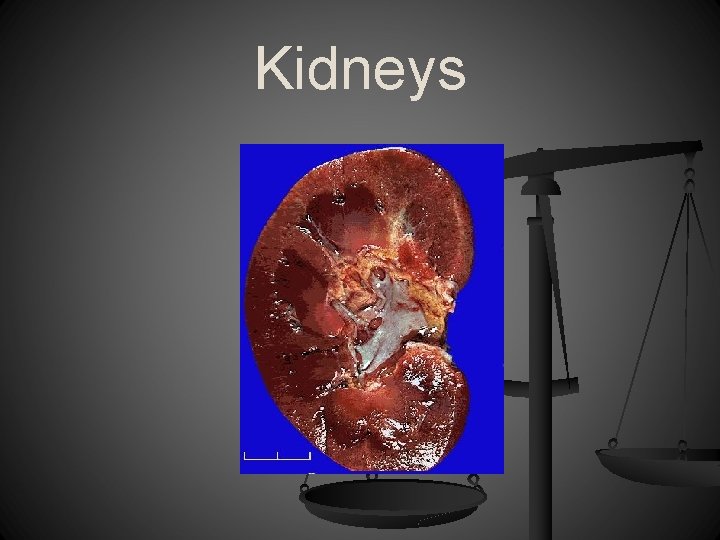 Kidneys 