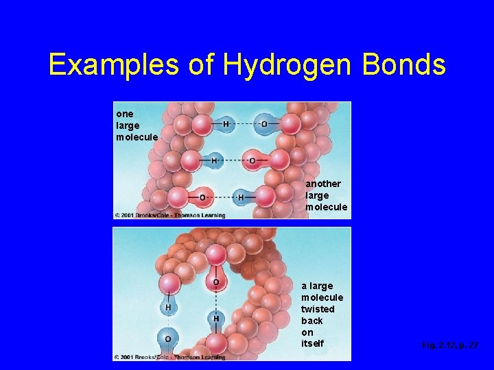 Examples of Hydrogen Bonds one large molecule another large molecule a large molecule twisted