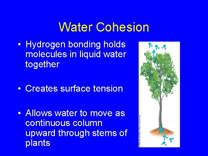 Water Cohesion • Hydrogen bonding holds molecules in liquid water together • Creates surface