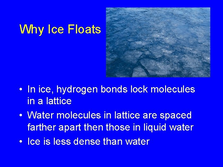 Why Ice Floats • In ice, hydrogen bonds lock molecules in a lattice •