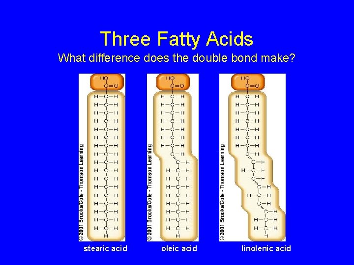 Three Fatty Acids What difference does the double bond make? stearic acid oleic acid