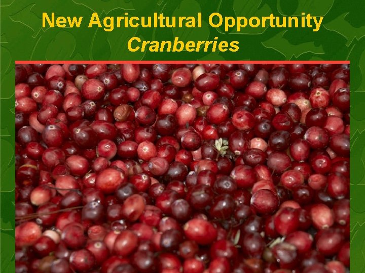 New Agricultural Opportunity Cranberries 