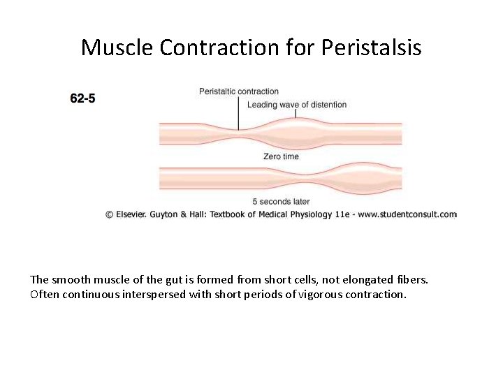 Muscle Contraction for Peristalsis The smooth muscle of the gut is formed from short