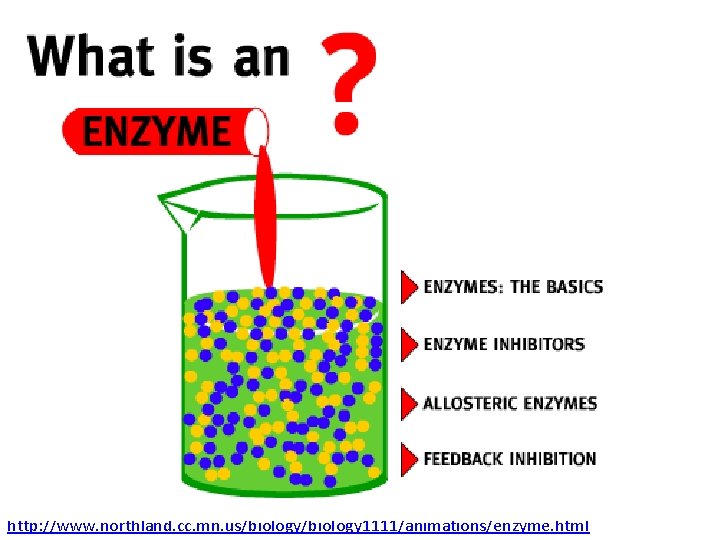 http: //www. northland. cc. mn. us/biology 1111/animations/enzyme. html 