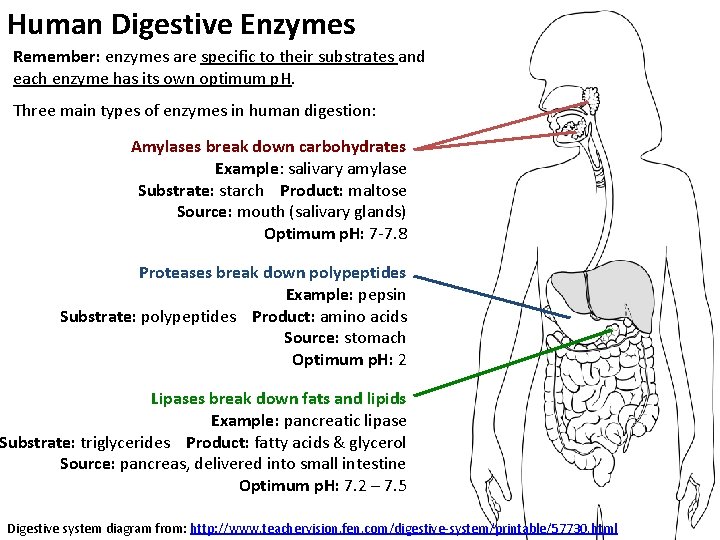 Human Digestive Enzymes Remember: enzymes are specific to their substrates and each enzyme has